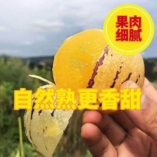云南石林人参果当季现摘黄心黄肉大果孕妇低糖新鲜水果超甜人生果