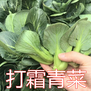 打霜白菜霜冻青菜上海青苏州青蔬菜小青仔露天霜打矮脚菜农家自种