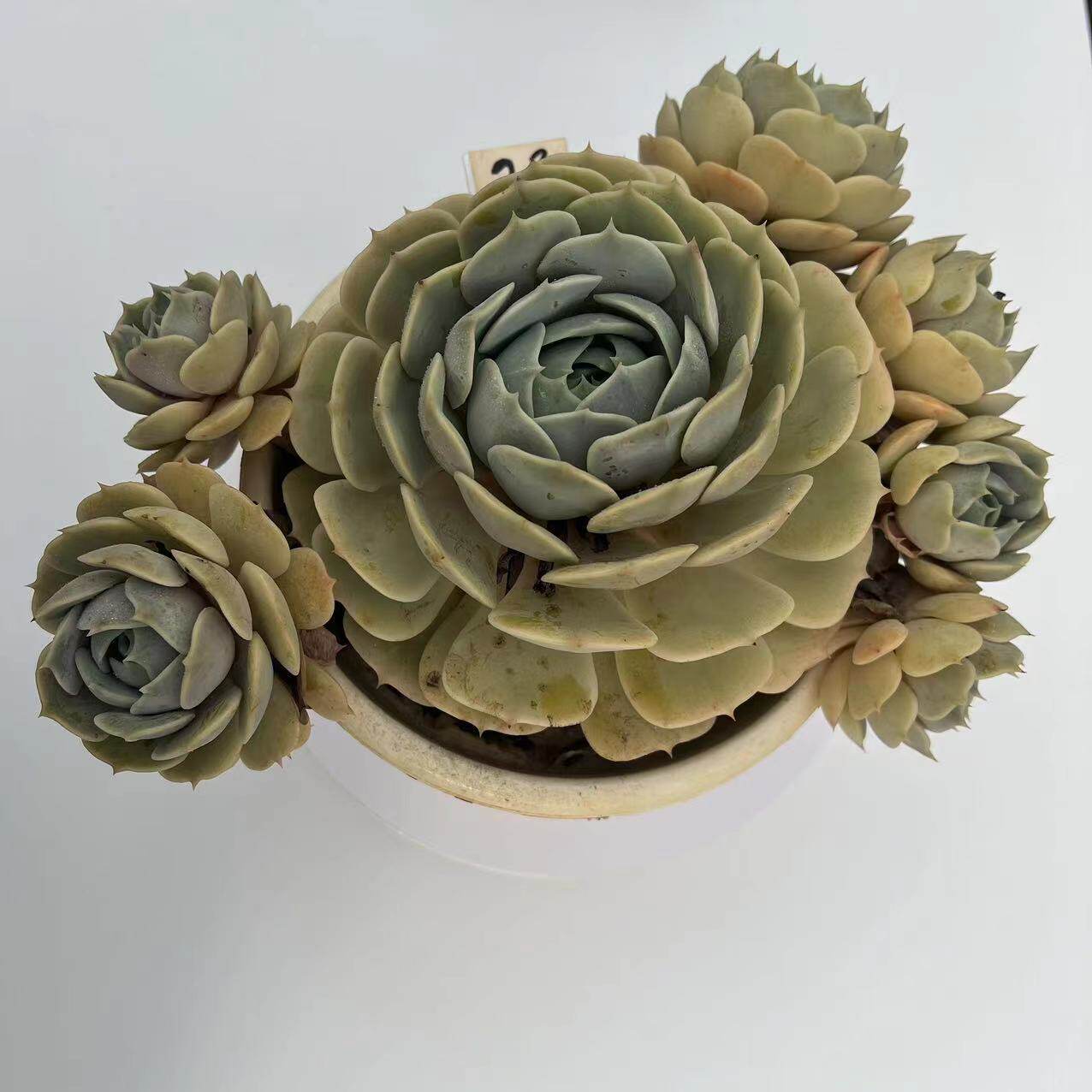 露娜莲整桩无砍群一物一拍精控多肉植物老桩绿植花卉盆栽好养懒人