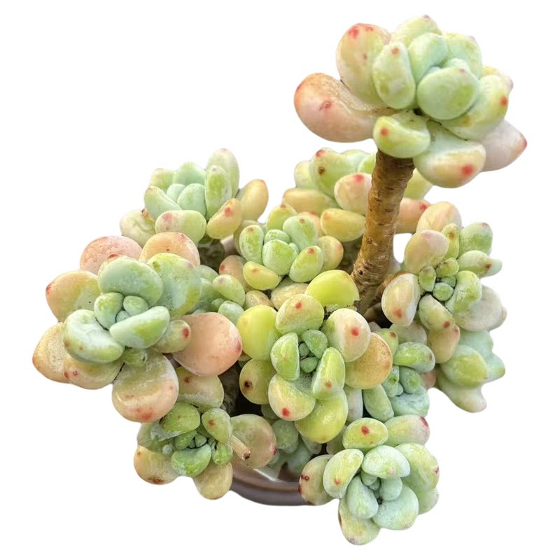 劳尔一物一拍 带盆土栽好整桩群生云南精品多肉植物窗台绿植好养