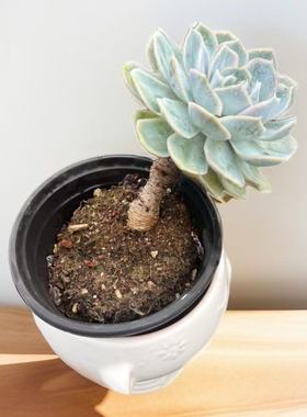 蓝色惊喜一物一拍带杆精控老桩云南多肉植物绿植盆栽室内阳台好养