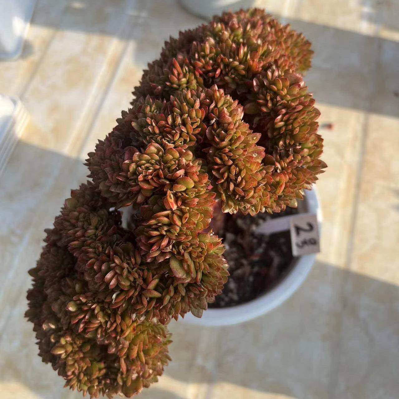糖果缀化 一物一拍 老桩 精品多肉植物 阳台庭院花卉绿植盆栽好养