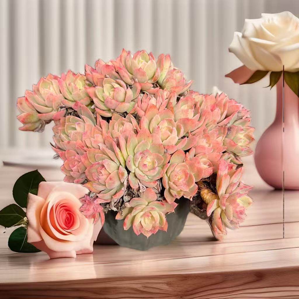 丝绸面纱一物一拍周舟多肉整桩无砍老桩群生云南精品植物阳台窗台