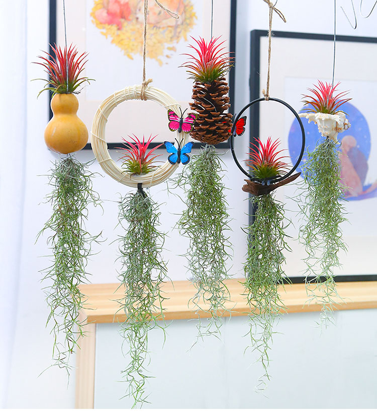 空气净化美观老人须垂吊绿植庭院