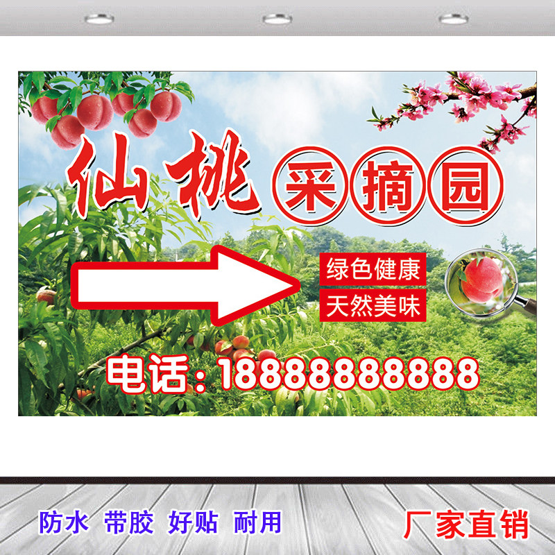 桃子采摘园广告宣传贴画黄桃果园采摘喷绘布水蜜桃采摘墙贴自粘纸