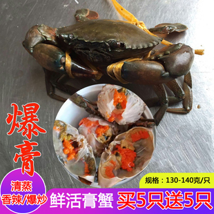 鲜活膏蟹 香辣蟹大红蟹 小海鲜公母蟹 鲜活螃蟹约140g/只省内包邮