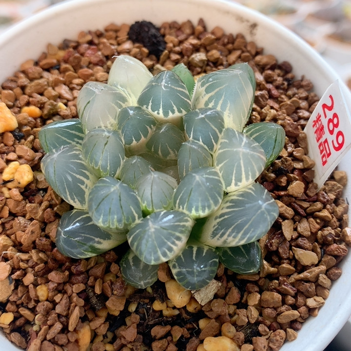 289白糊斑霓虹灯,鲜花速递/花卉仿真/绿植园艺,多肉植物,淘宝优惠券,粉丝福利购,淘宝优惠卷