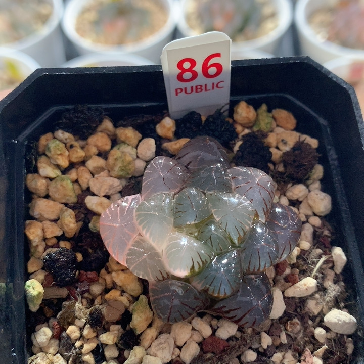 86姬玉露多肉植物
