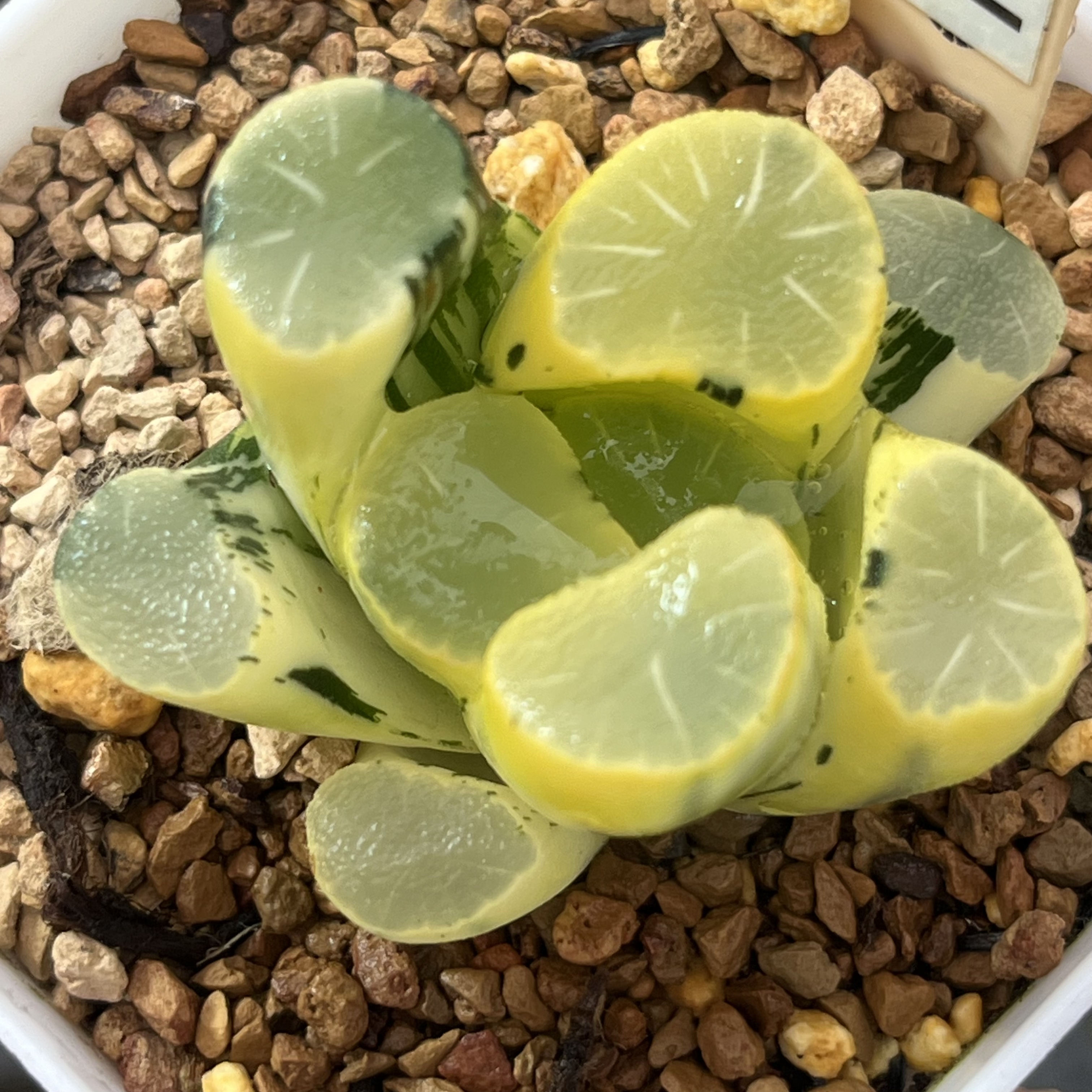 82欧大宝万象锦十二卷多肉植物带盆土发货