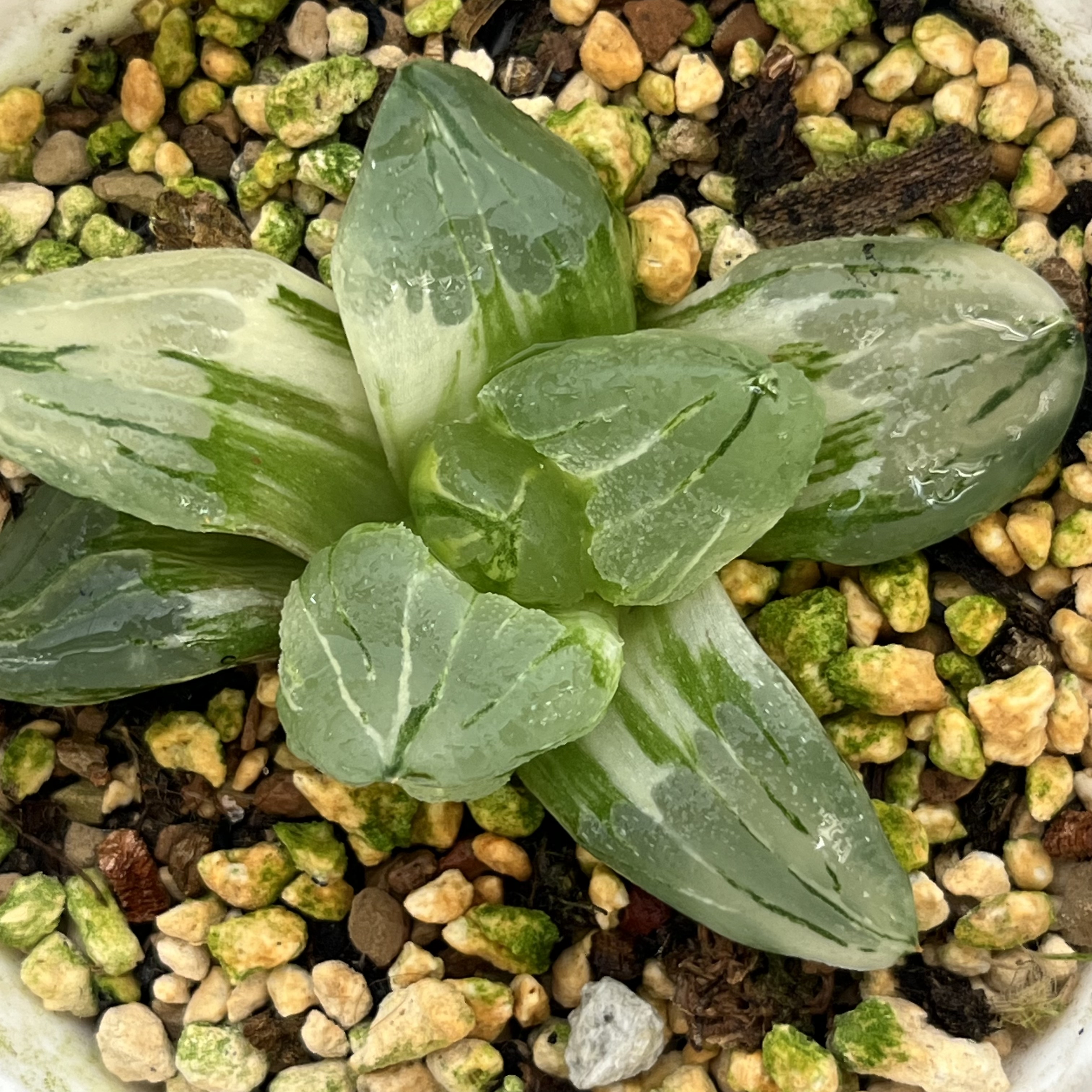 635冰城寿锦十二卷多肉植物带盆土发货