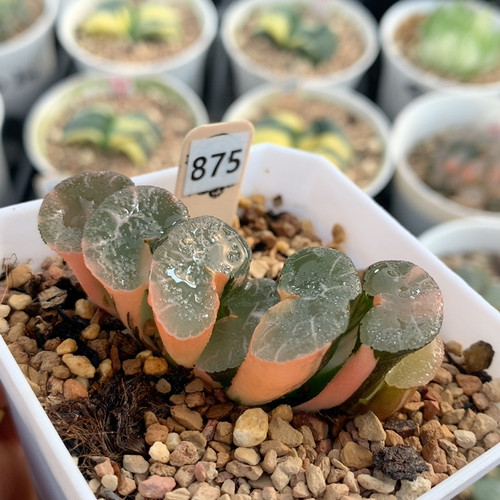 875大绳玉扇