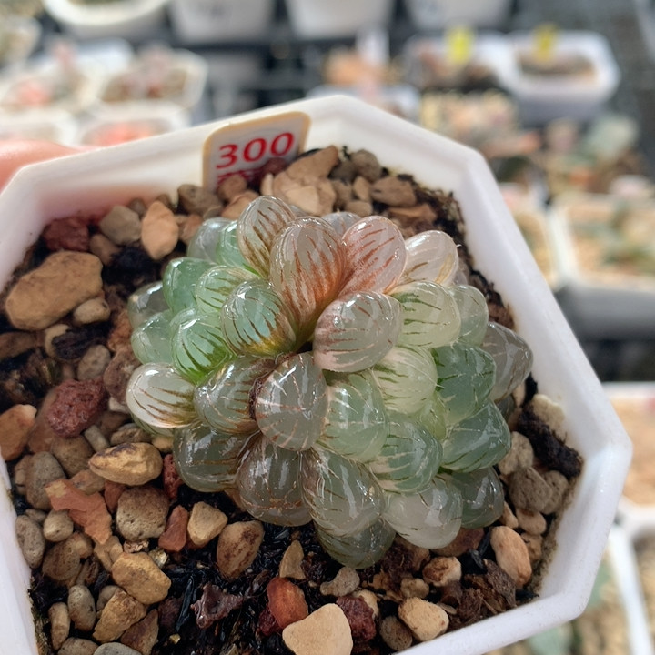 300姬玉露