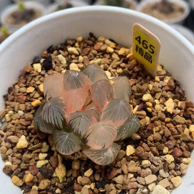 465龙爪