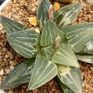 290磨面寿锦十二卷多肉植物带盆土发货