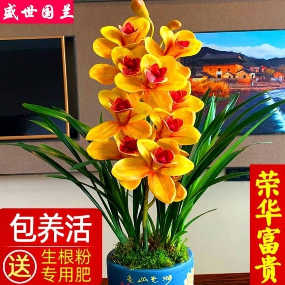 (变色龙3苗以上带花苞)超香 花苗十大 名贵兰花  四季开花浓香