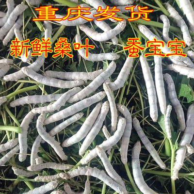 学生养蚕套装春蚕喂蚕送桑叶新鲜蚕籽养蚕虫小蚕活体1234龄蚕宝宝