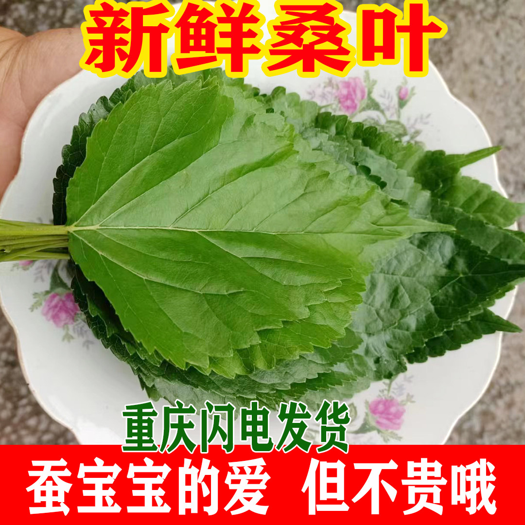新鲜桑叶嫩现摘蚕宝宝饲料学生养蚕食物蚕卵代用茶顺丰包重庆树叶