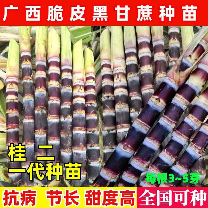 广西桂二黑皮甘蔗种苗带芽孢种节黄金薄皮水果甘蔗种子南北种植
