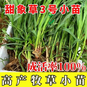甜象草3号种苗高产多年生四季牧草皇竹草巨菌草幼苗小苗喂牛羊鱼