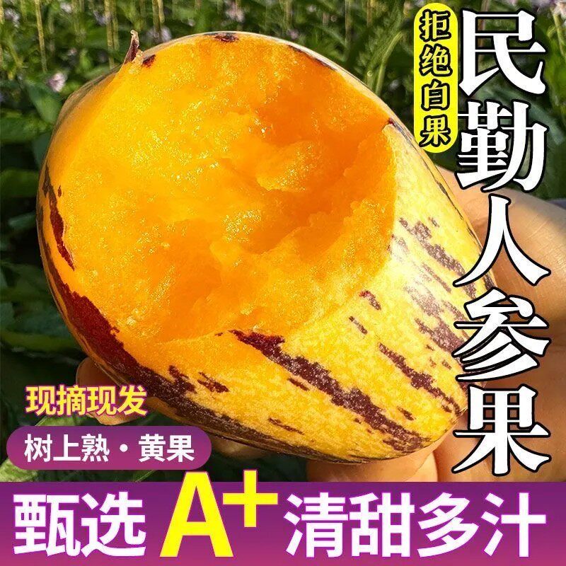 甘肃民勤沙漠人参果大果特大黄肉孕妇应季新鲜水果人生果现摘现发