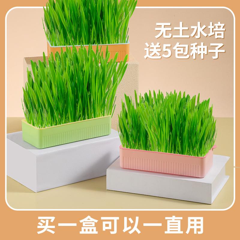 机现装货水培盒猫草种子种植套无土有培猫草水猫草