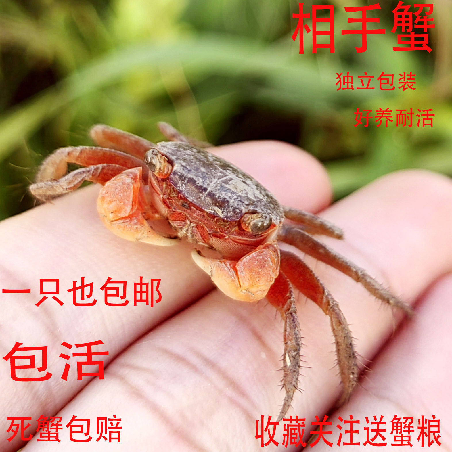 相手蟹螃蟹宠物观赏蟹迷你将军蟹摆地摊宠物发财蟹红熬相手蟹除藻