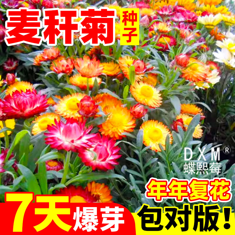 麦秆菊种子混色腊菊干花菊园艺景观绿化盆栽花卉阳台花籽切花观花