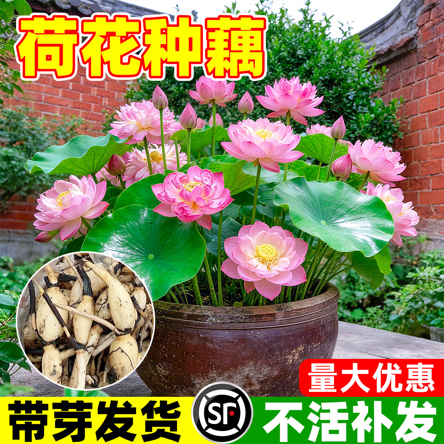 荷花种藕苗盆栽观赏水养莲花藕种根碗莲睡莲四季好养花卉水生植物