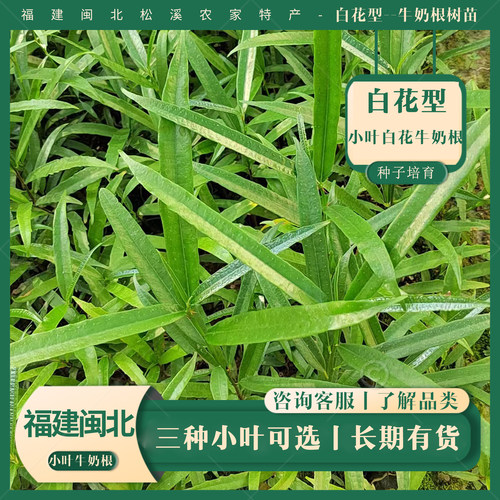 小叶牛奶根树苗当年可收