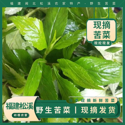 福建野生苦菜现摘新鲜凉拌煲汤500g闽北松溪新鲜农家苦菜农家菜