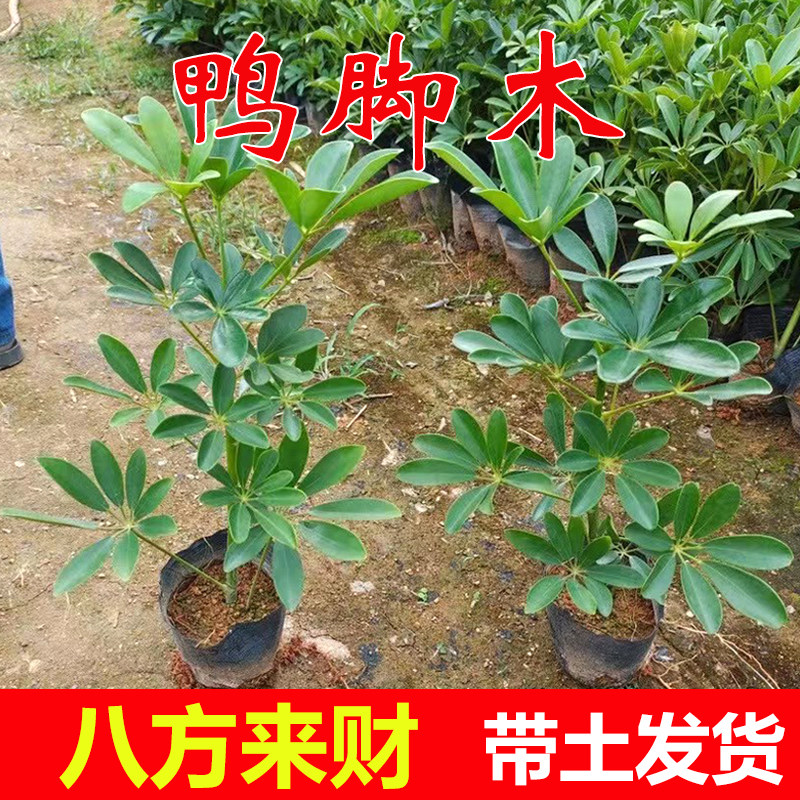 八方来财鸭脚木四季常青室内阳台桌面绿植盆栽花卉发财树苗七叶莲