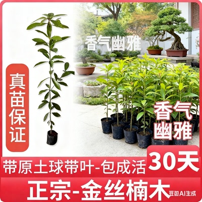 【官方营销】金丝楠木树苗