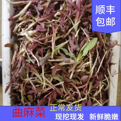 顺丰包邮东北大棚新鲜曲麻菜曲曲菜现挖现发产地直供苦菜