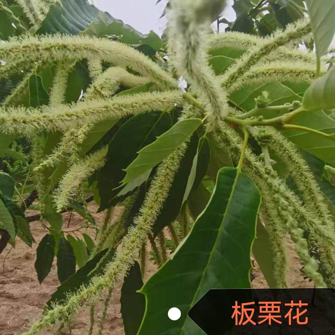 河北青龙板栗花板栗花干油栗花用处多多 - 实物图