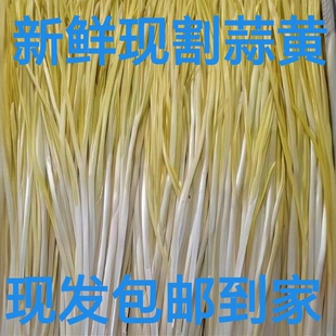鲜嫩蒜黄大蒜苗当季现割蔬菜农家大蒜香味十足年新鲜种植蒜黄