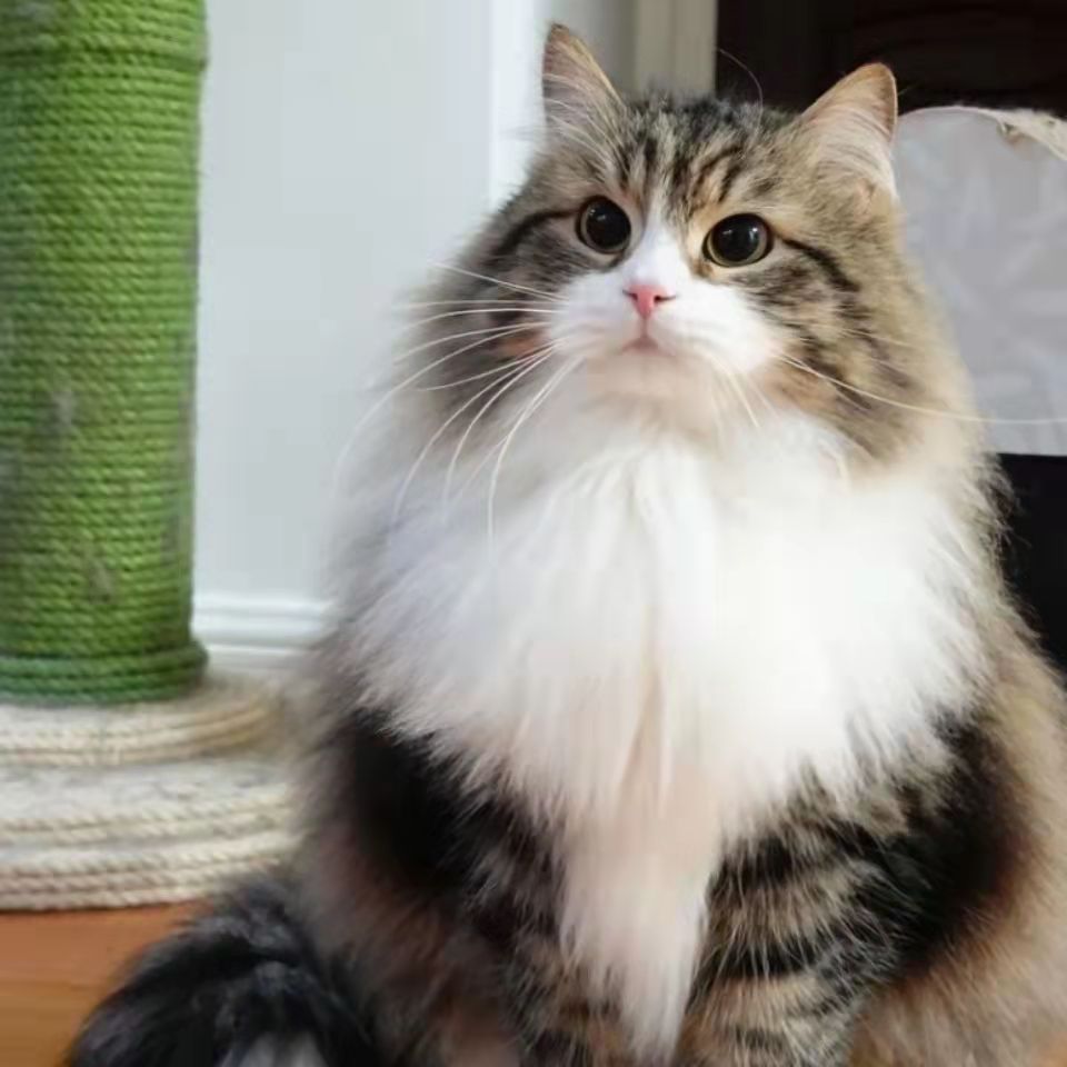挪威森林猫猫咪缅因长毛猫狮子猫蓝眼三花狸花纯白西森幼猫成年猫