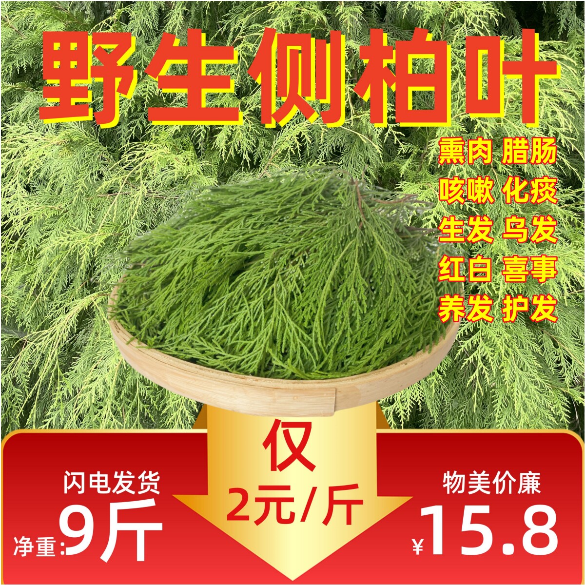 【熏腊肉】新鲜侧柏叶现摘柏树枝烟熏腊肉材料松柏扁叶叶生发增发