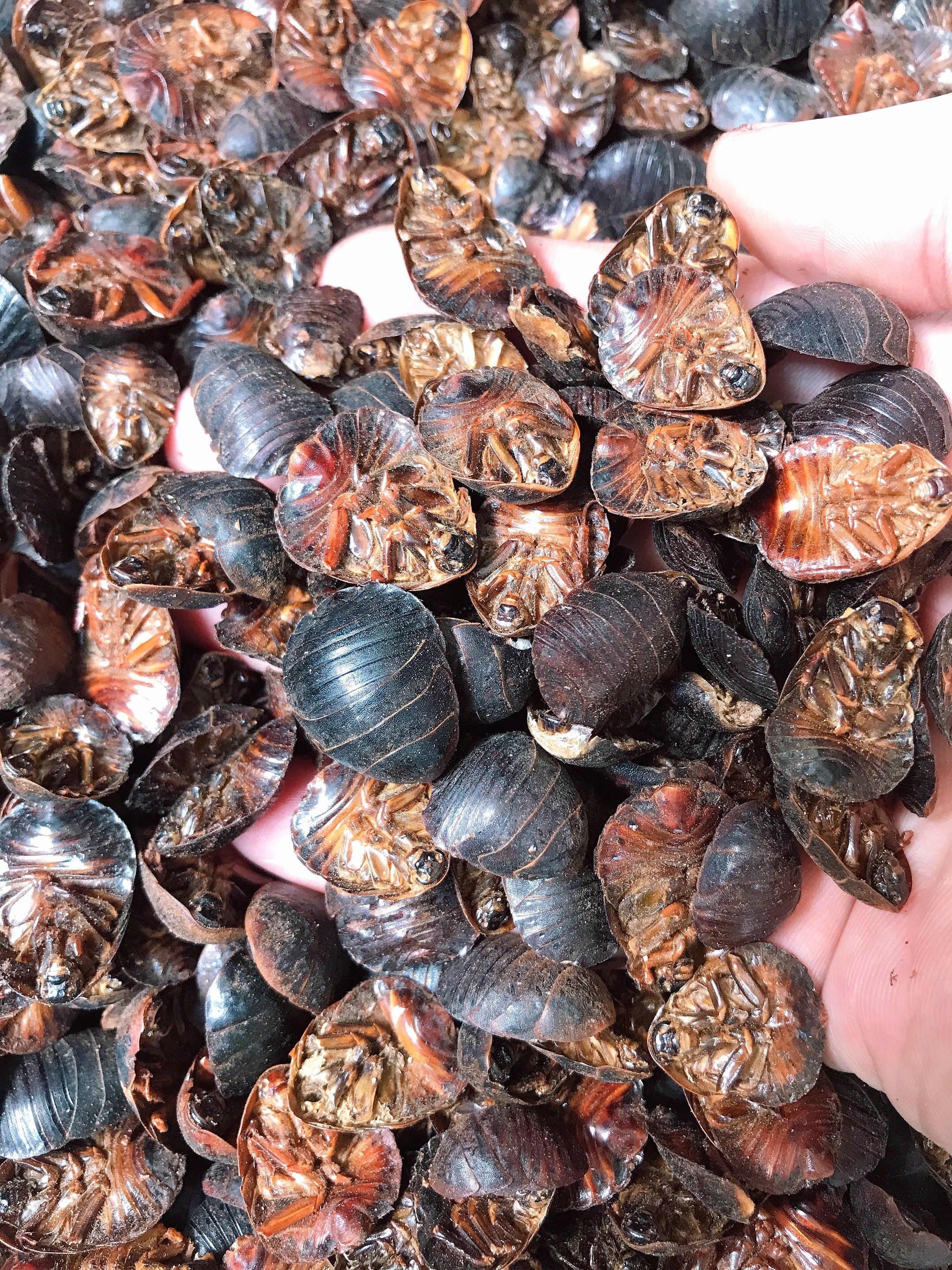 中药材土鳖虫1000g 䗪虫 土元 簸箕虫 蚵蚾虫 地蜱虫 盖子虫