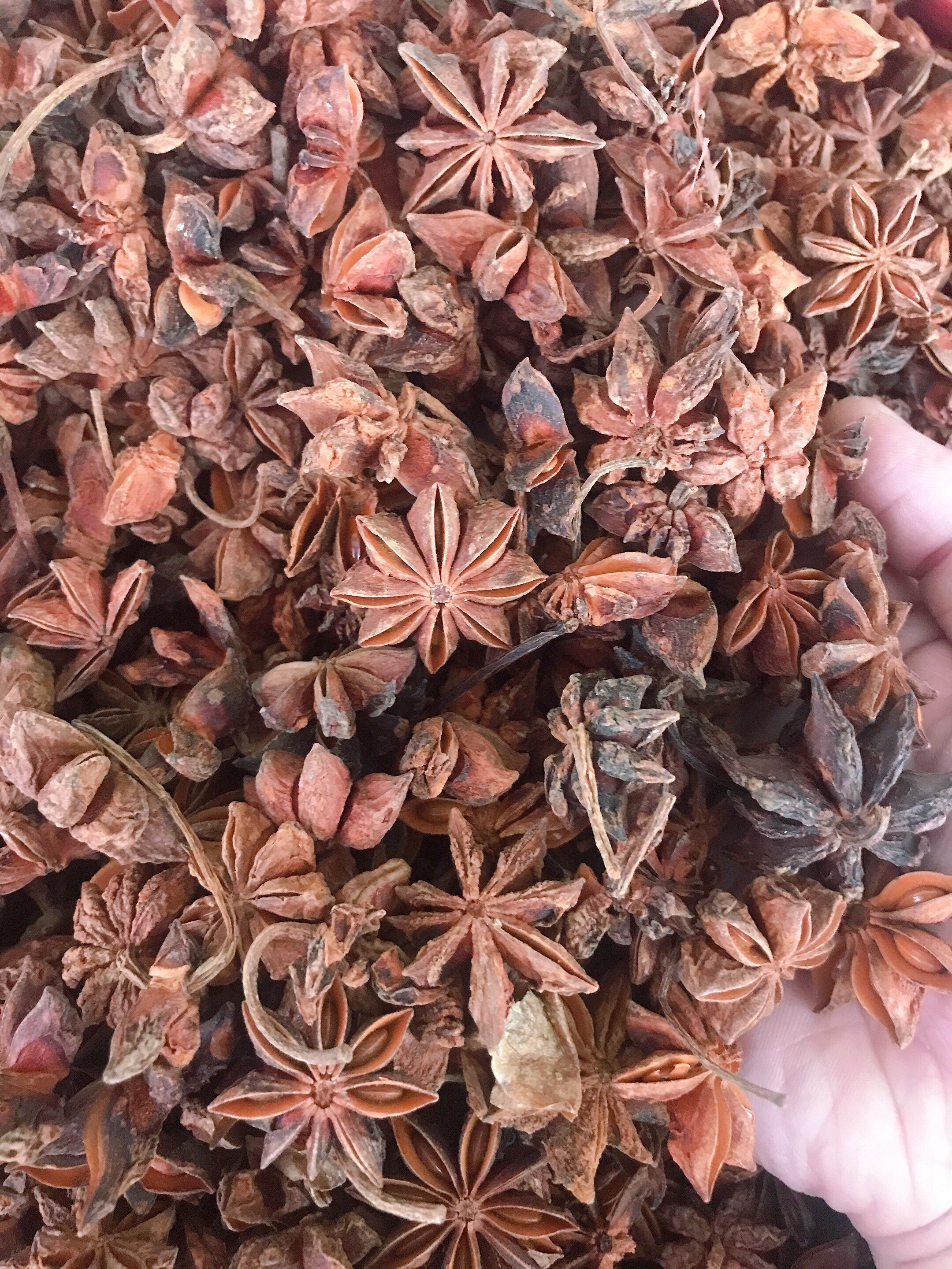 中药材八角茴香1000g 大茴香 八角大茴 原油茴 大料 五香