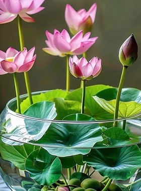 水培碗莲种籽子四季睡莲荷花水养植物种藕缸养盆栽铜钱草草籽种孑