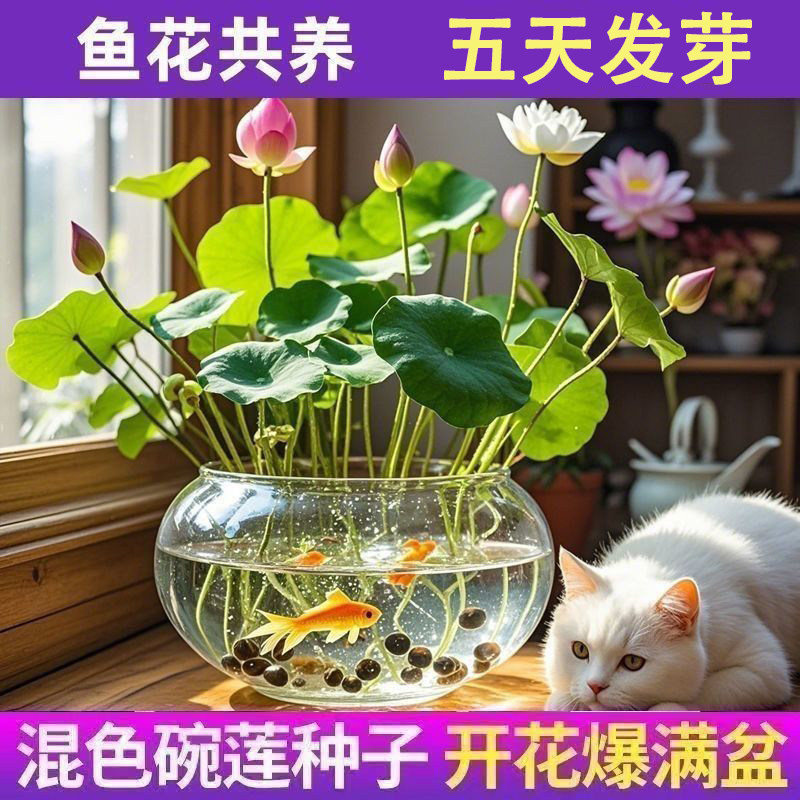 七彩碗莲水培植物荷花盆栽已开口泗季开花阳台庭院睡莲泗季绿植