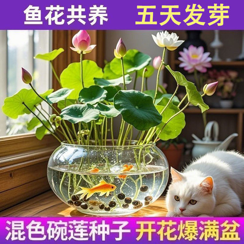 七彩碗莲水培植物荷花盆栽已开口泗季开花阳台庭院睡莲泗季绿植