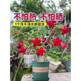 造型盆景植物好养活 精品沙漠玫瑰盆栽老桩重瓣带花苞客厅桌面四季