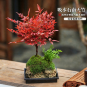 水培南天竹吸水石盆景附石盆栽文竹发财树假山桌面绿植水陆缸造景