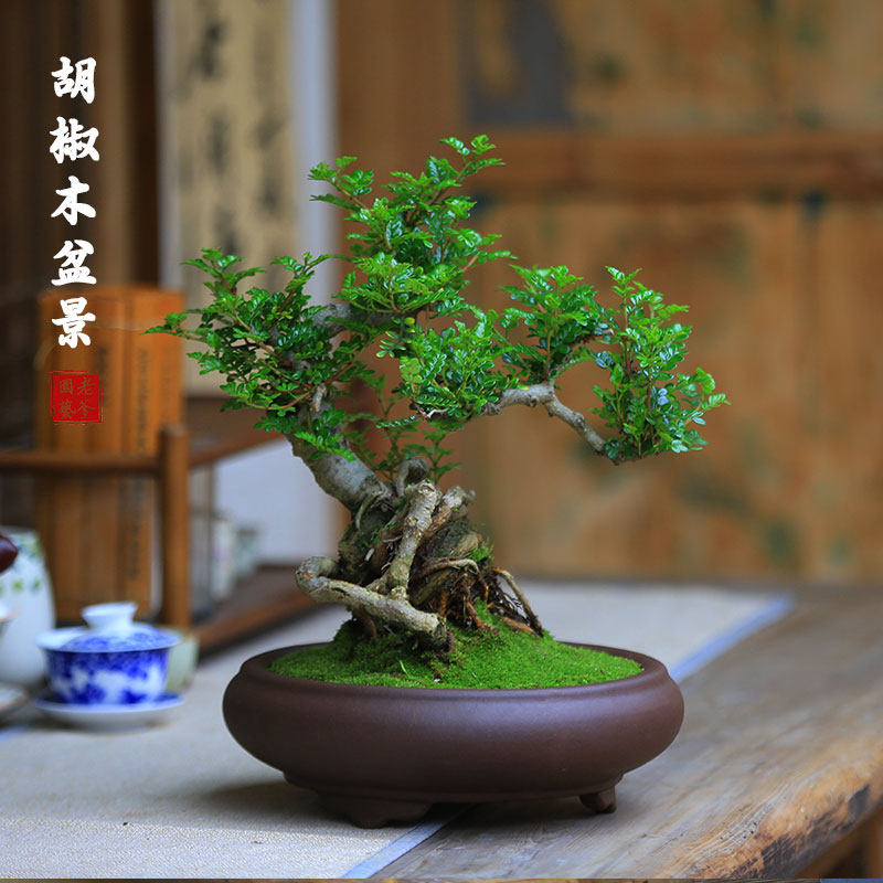 胡椒木盆景清香木老桩盆栽室内植物办公室桌面好养造型客厅绿植,鲜花速递/花卉仿真/绿植园艺,造型盆景,淘宝优惠券,粉丝福利购,淘宝优惠卷