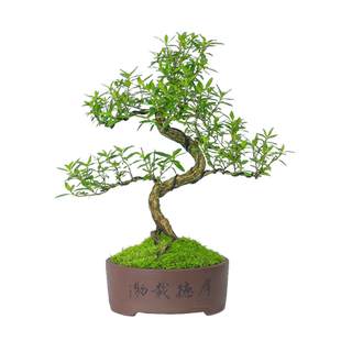 六月雪老桩造型盆景桌面盆栽室内植物好养常青窗台阳台花卉绿植