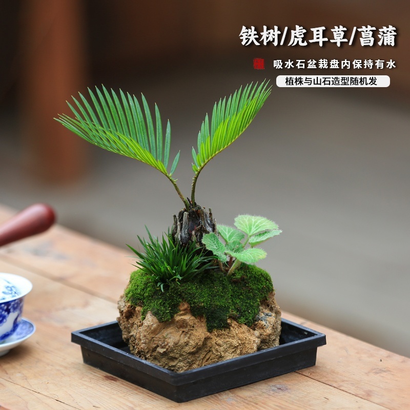 苏铁小铁树盆栽吸水石蕨类植物好养水培绿植耐阴铁树室内桌面常绿