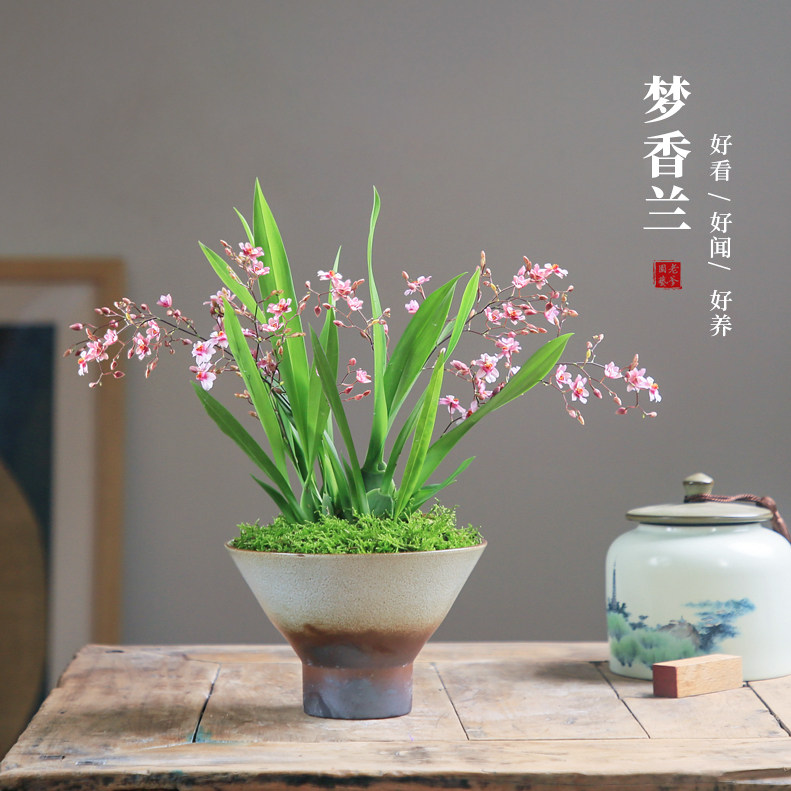 文心兰盆栽带花苞室内绿植花卉桌面小兰花植物年宵花香水味梦香兰,鲜花速递/花卉仿真/绿植园艺,国兰/杂交兰/洋兰类,淘宝优惠券,粉丝福利购,淘宝优惠卷