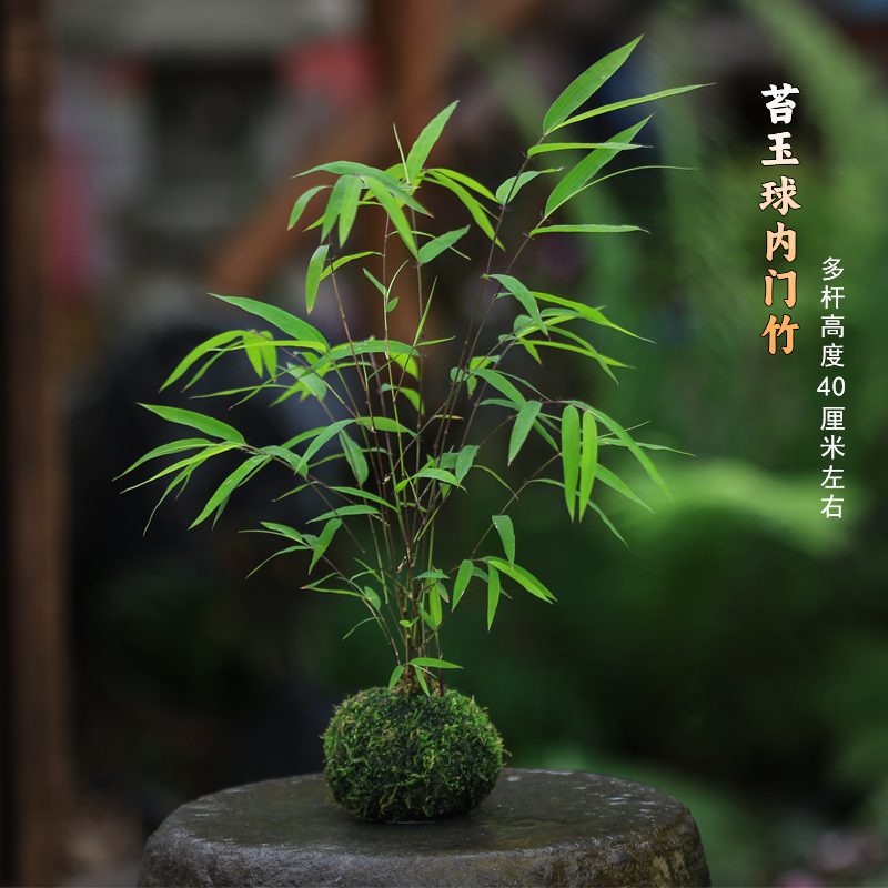 竹子盆栽水培苔藓球植物内门竹耐阴常绿室内盆景好养办公室绿植