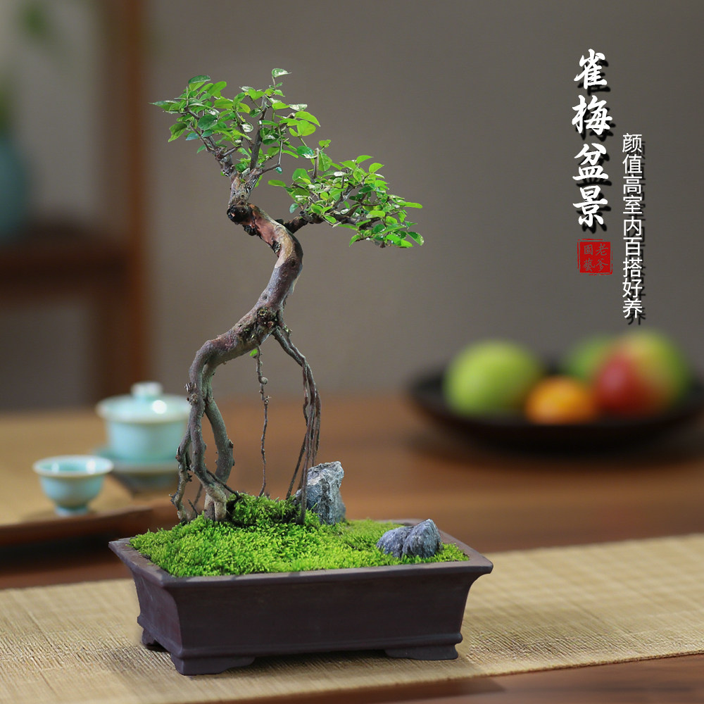雀梅老桩盆景一物一拍室内造型植物办公室桌面绿植茶室禅意盆栽